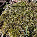 Moss