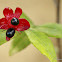 Mickey Mouse flower