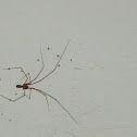 Cellar Spider