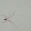 Cellar Spider