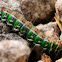 Spanish Moon Moth caterpillar, oruga de mariposa isabelina