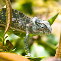 Flap-Necked Chameleon
