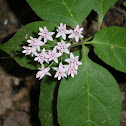Sullivant's Milkweed