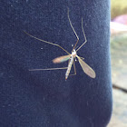 Crane fly