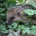 hedgehog