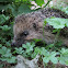 hedgehog