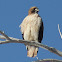 Red-Tailed Hawk