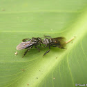 Stingless bees