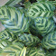 Calathea/Peacock Plant