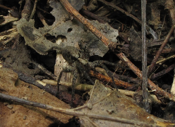 Spotting Image 1