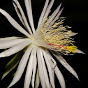 Strap leaf cactus
