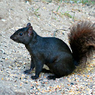 Eastern Grey Squirrel