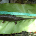 Tam Dao salamander