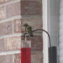 Ruby-throated Hummingbird