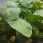 Radish