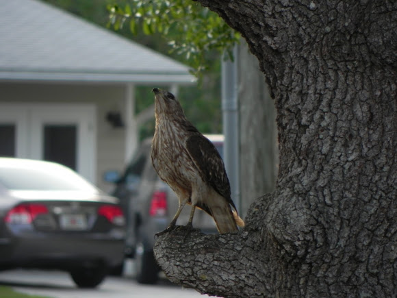 Spotting Image 1