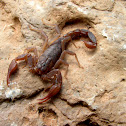 Texas cave scorpion