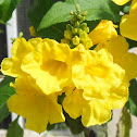 Chestnut Leaf Trumpet
