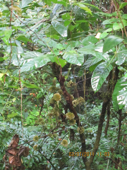 Spotting Image 1