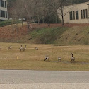 Canadian Geese