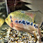 Flowerhorn