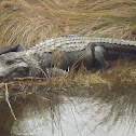 American Alligator