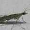 Diamondback Moth
