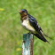 Barn swallow