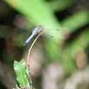 Blue Dasher Dragonfly