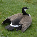 Canadian Geese