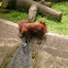 Orangutan
