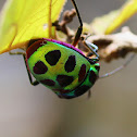Jewel Bug