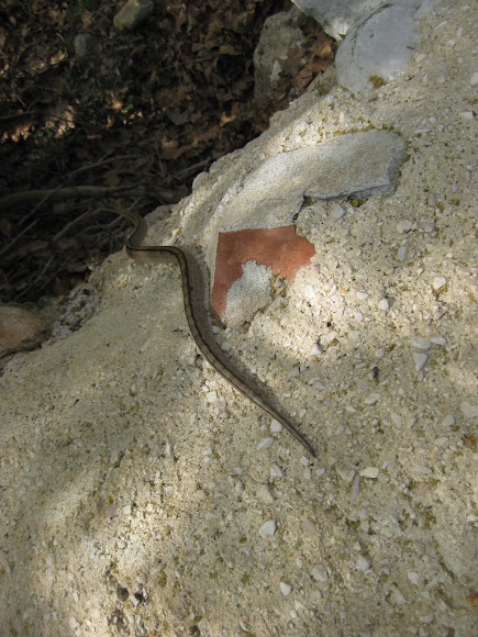 Spotting Image 1