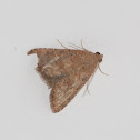Moth