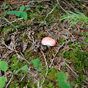 Unknown Russula