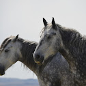 Horses