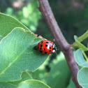Lady Bug