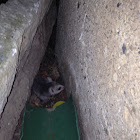 Opossum