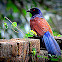 Greater Coucal