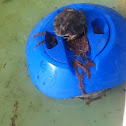 Woodhouse's Toad