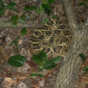 Eastern Diamondback