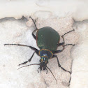 Fiery Searcher Beetle
