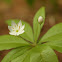 Starflower
