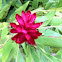 Alpinia
