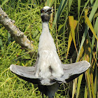 Yellow-crowned Night Heron