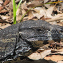 Lace Monitor