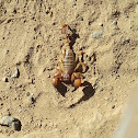 Mafia scorpion