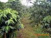 25328 Mt2 Lot In Naranjo Alajuela$354592