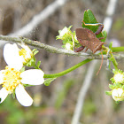 Helmeted Squash Bug