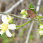 Helmeted Squash Bug
